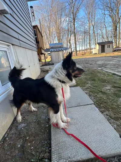 Border Collie Dog, View more