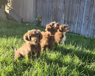 Aussie Goldendoodles!, View more
