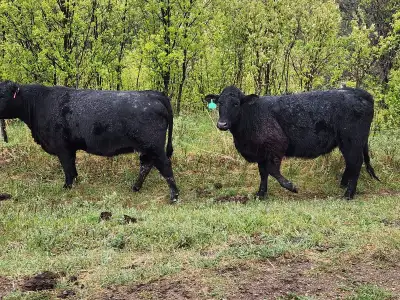 We have only 10 left, Top of the line Bred Black Angus and angus cross Heifers to offer. Vet preg ch...