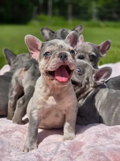French Bulldog Puppies, View more