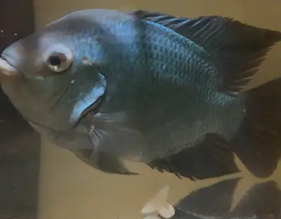 Thai Silk Flowerhorn, View more