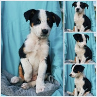 heeler collies in EDMONTON