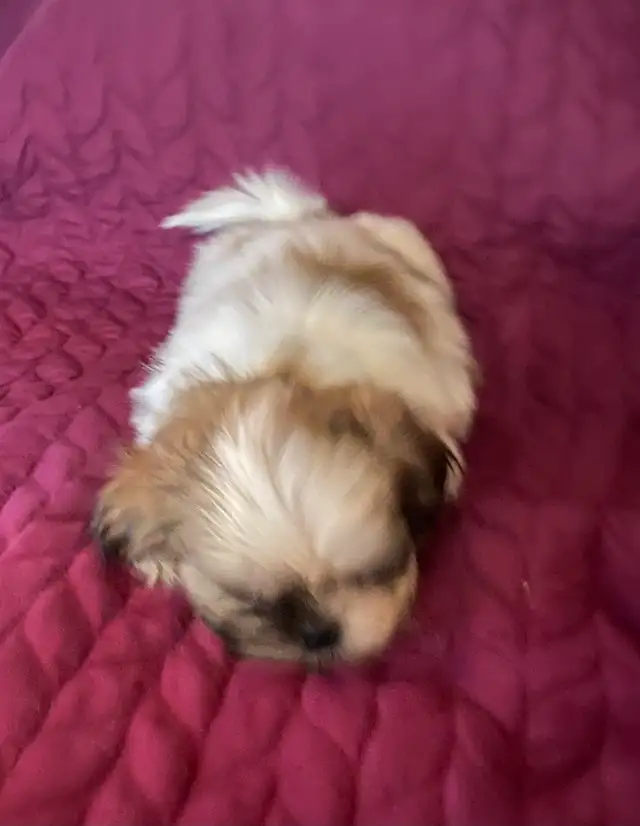 Shih tzu puppies 3 males left  born on February 3 in Dogs & Puppies for Rehoming in Norfolk County - Image 8