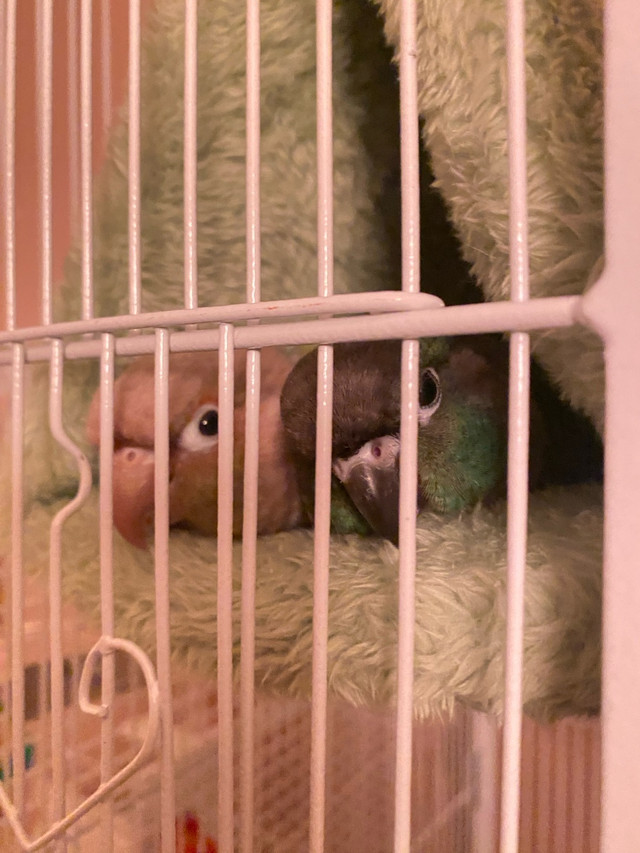 Conures And Cage in Birds for Rehoming in Hamilton - Image 2