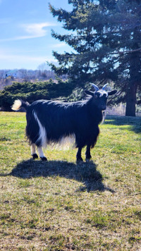 Long Haired Silky Myotonic Goat - 9 Yr Old Doe
