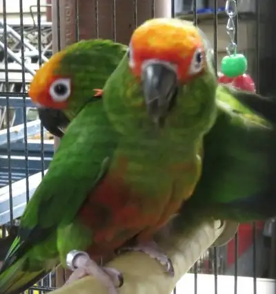 **CUDDLY PARROTS**BABY GOLD CAPPED CONURES**W/CARE PACKAGE & DNA, View more