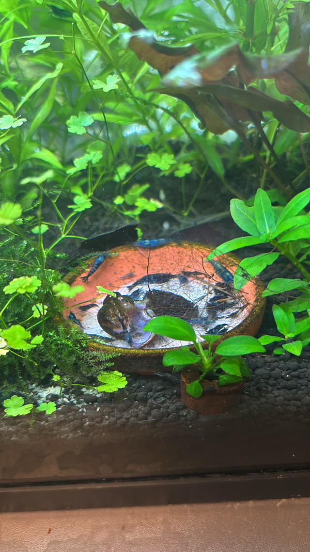 blue neocaradina/cherry shrimp in Fish for Rehoming in Red Deer - Image 2