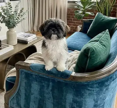 Male Shihtzu, View more