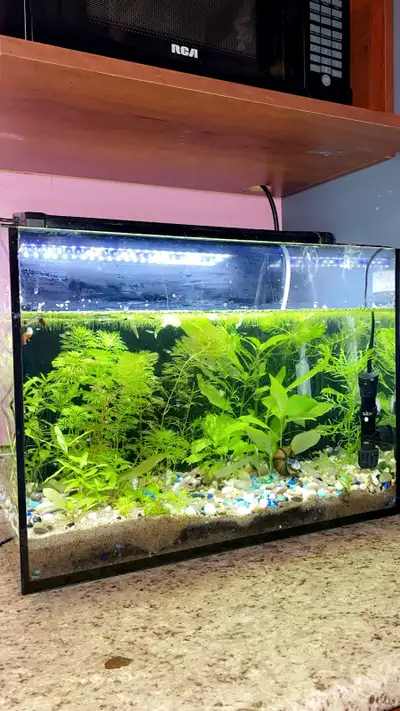 15 gallon rimless aquarium Fully cycled Comes with:- Heater Filter Gravel Bubbler Sand River rocks S...