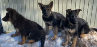 German Shepherd Puppies 