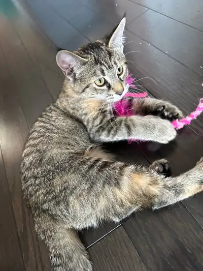 Female Kitten for Sale ( 3 months), View more