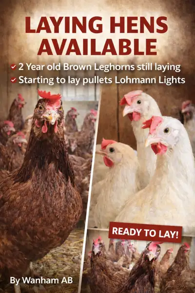 Pullets & Two Year Old Laying Hens, View more