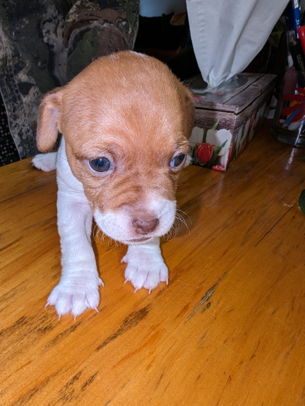 Jack Russell puppies for sale in Dogs & Puppies for Rehoming in Owen Sound - Image 2