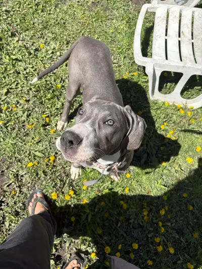 Born: Dec 9, 2024. Female. Amazing with kids of all ages and other dogs. :) House trained :) Family...