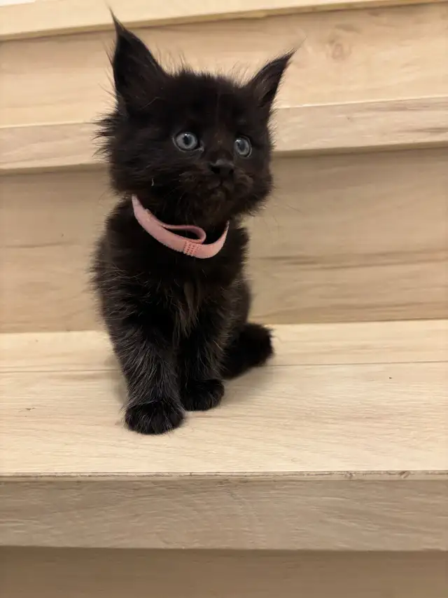 Maine Coon (European &amp; Champion Line) Smoke &amp; Tiger Kittens