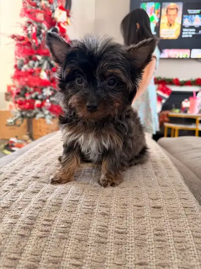 female yorkie/ Yorkshire terrier , View more