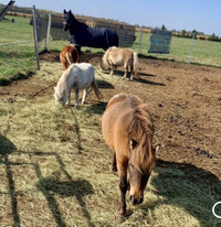 Missing four miniature horses  from St Clair Township, Ontario 