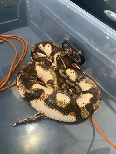 python royal, View more
