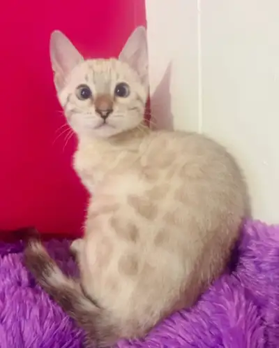 Chatton femelle  bengal pure race, View more