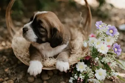 Beagle Basset Hound Mix  Puppies, View more