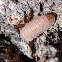 SPRING CLEANING SALE - Isopods, springtails, and more!
