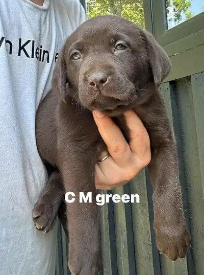 Labrador Retrievers for Sale - Only 2 males left!, View more