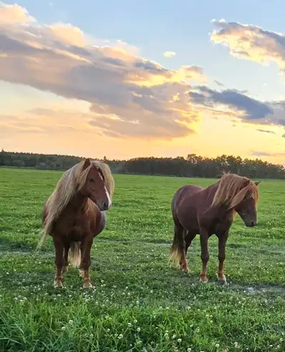 Pony stallions, View more