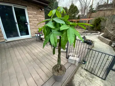 12" Large Money Tree H140 cm/ On Sale $99 each /$170 Both, View more