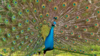 Peacocks - Indian Blue