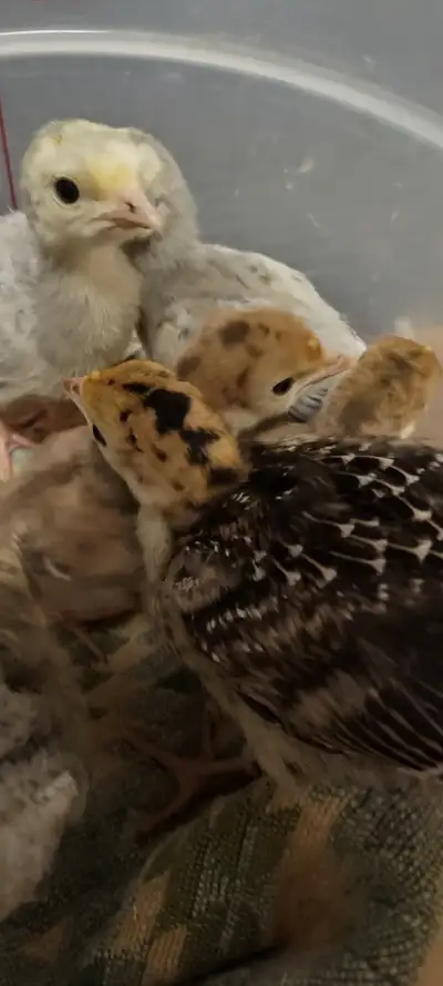 Heritage turkey poults, View more