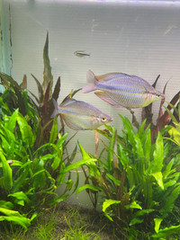 Banded rainbowfish group 