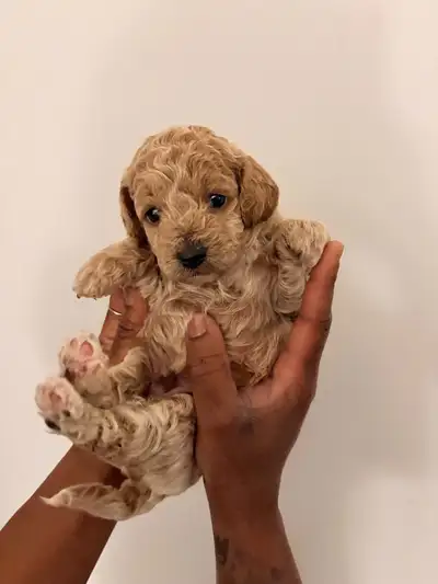 Cockapoo Puppies in Brampton/Gta, View more