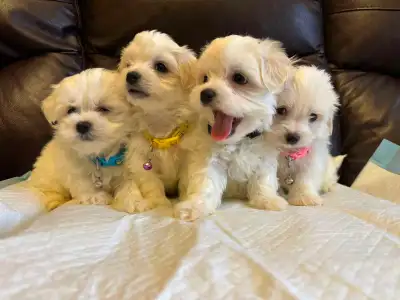 Maltese Ready to go to their FOREVER homes!, View more