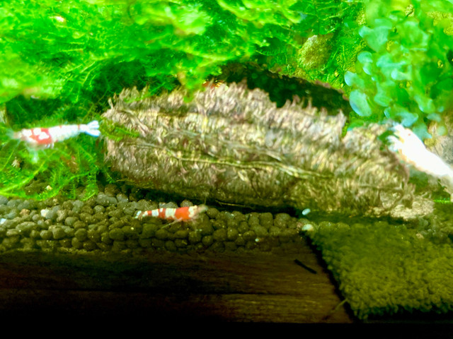 Crystal Red x Tiger  caridina shrimp (Aquarium Shrimp) in Hobbies & Crafts in Oakville / Halton Region - Image 4