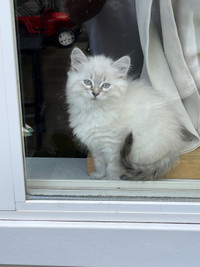 Rag doll kittens ready for rehoming 