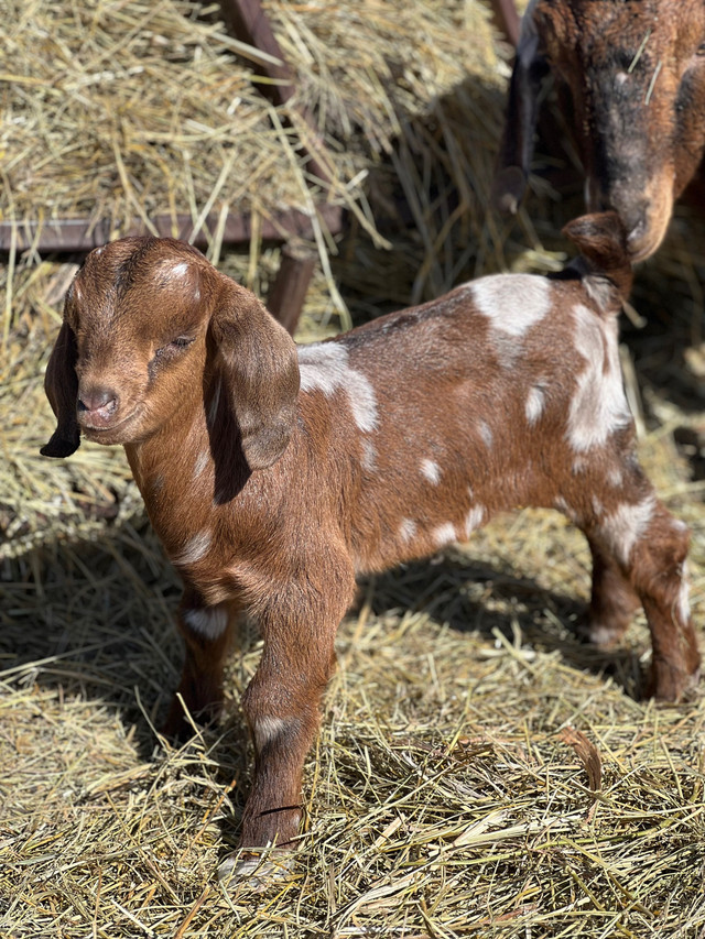 Purebred Boer Bucklings  in Livestock in Regina