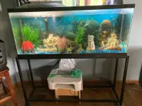 50 gallon Aquarium 