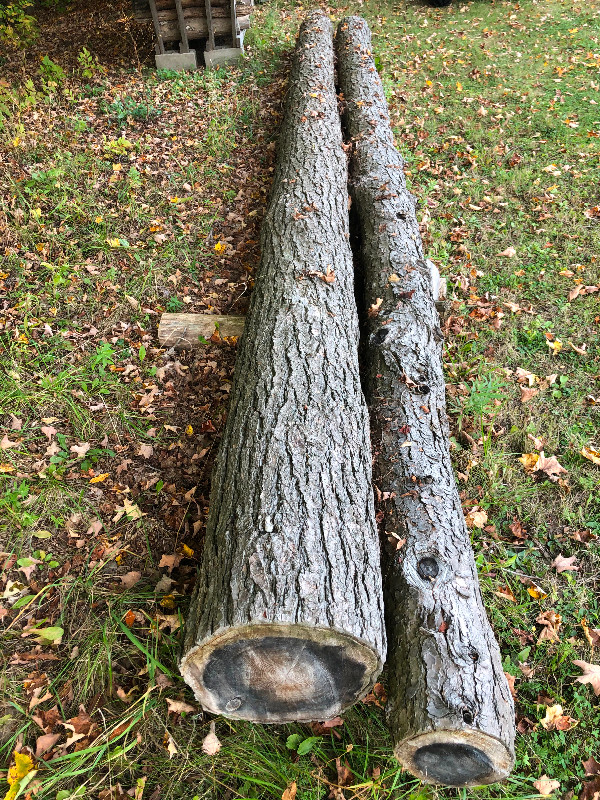 Hemlock logs in Other in Markham / York Region - Image 2