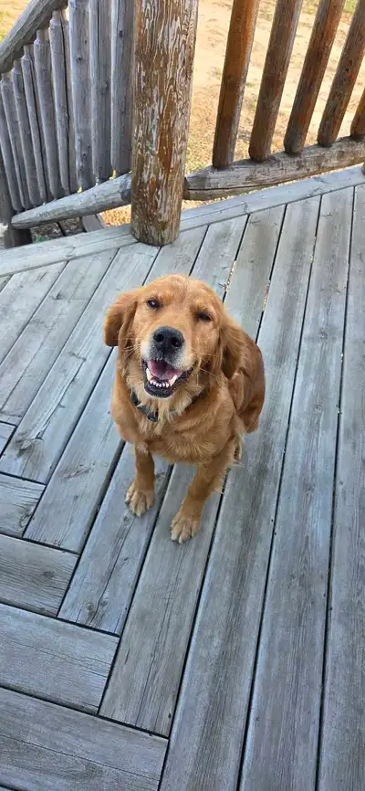 Golden Retriever, View more