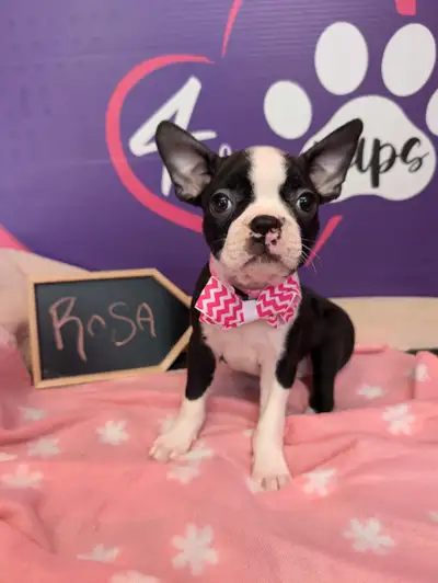 Red and black boston terrier pups *ready June 29, View more