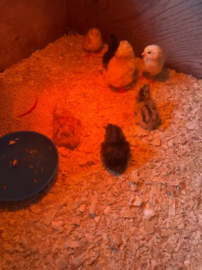 chicks for sale, View more