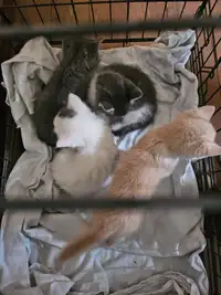 Four male kittens 
