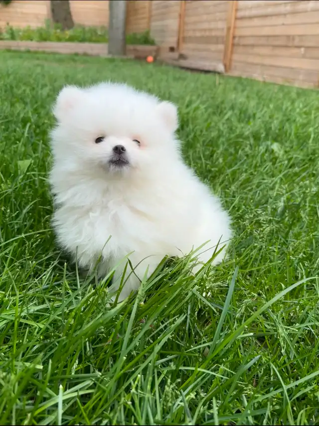 Pomeranian puppies in Dogs & Puppies for Rehoming in City of Toronto - Image 6