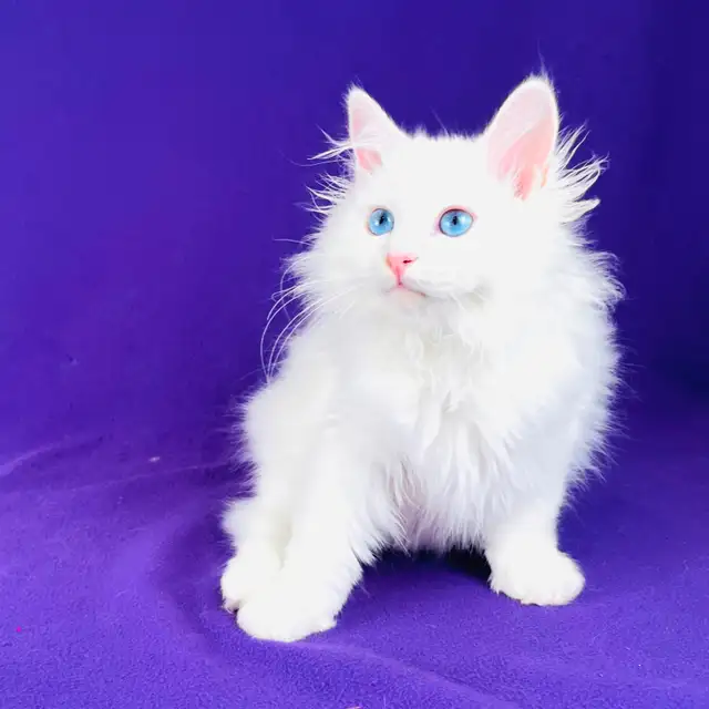Pedigree Hypoelergenic Siberian Kittens