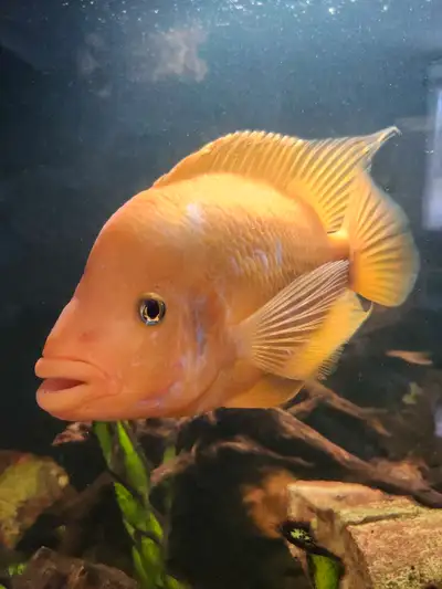 Hi, this is Chungus, he is a red devil cichlid. He has outgrown his aquarium (currently in a 55 gall...