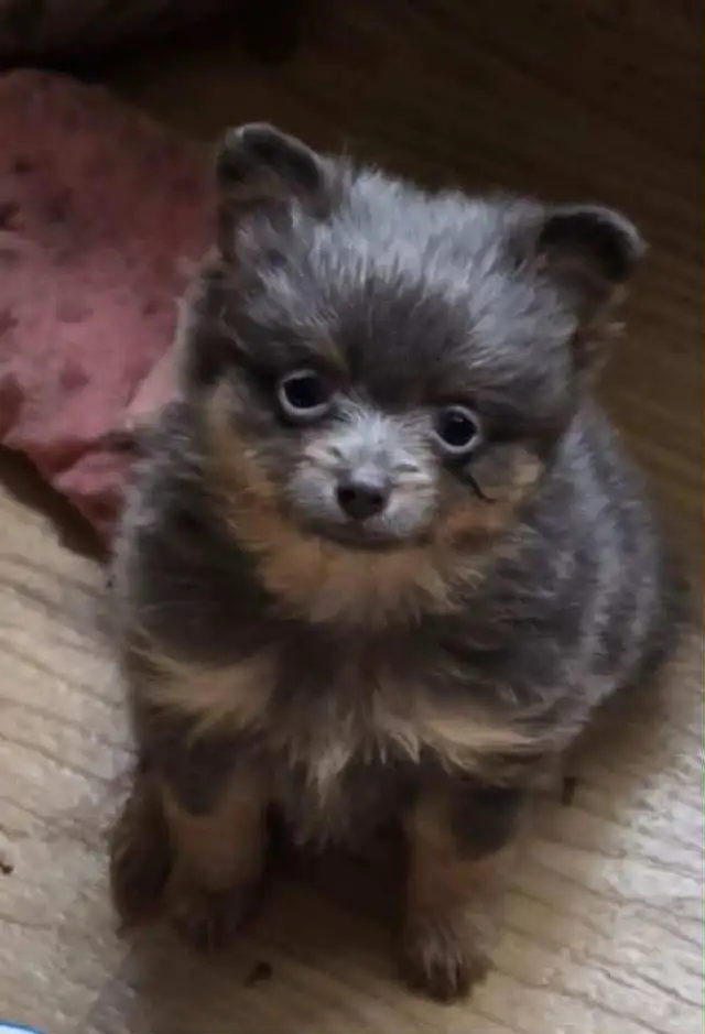 POMERANIAN PUPS ...READ FULL AD. TEX ONLY in Dogs & Puppies for Rehoming in Strathcona County - Image 3