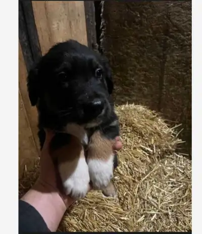 puppy for sale , View more