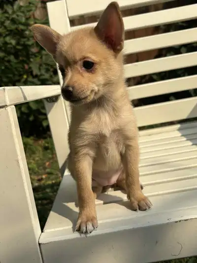 Sweet chihuahua pup ready to go., View more