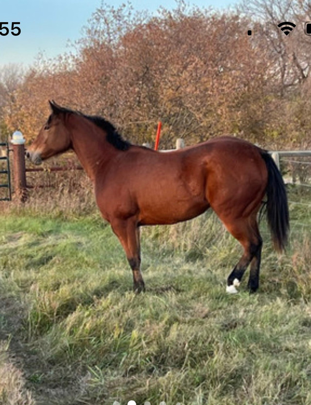 Gorgeous quarter horse in foal in Horses & Ponies for Rehoming in Edmonton