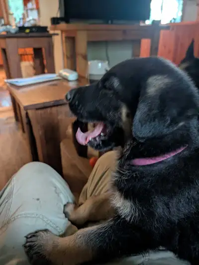 German Shepherd puppies for sale., View more